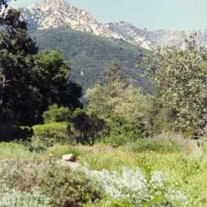 Meadow in the 1990s