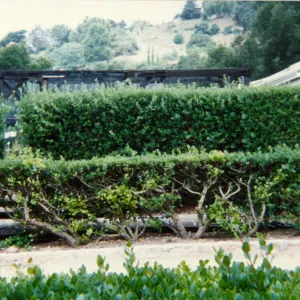 Garden Growers Nursery in late 1990s to early 2000s