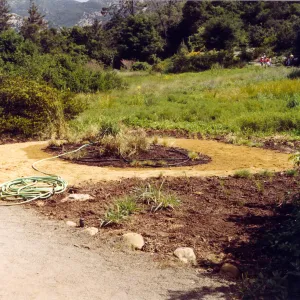 Bunch grass display west side of Meadow, Summer 1992