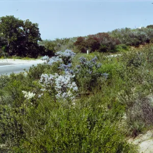Trip to Otay Mountain, Ceanothus (California Lilac), San Diego County