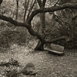 Bench Under Oak