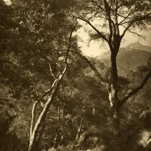 View looking north in Mission Canyon with pines on Cathedral Peak evident in the background. View possibly from the Canyon bottom; Line up both peaks for more accurate siting).