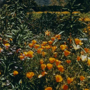 Meadow Section