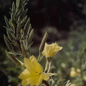 Hooker Evening PrimroseOneothera hookeri