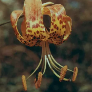 Humboldt Tiger Lily; Liliam humboltii var ocellatum