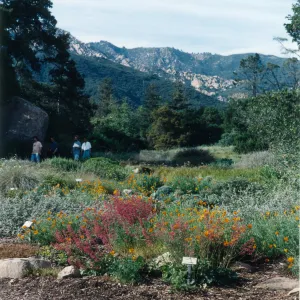 Ground cover section toward Meadow