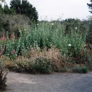 Porter Trail, Romneya coulteri