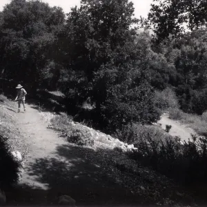Grounds Staff, Kathleen Blanchard, raking, Island Section, SBBG