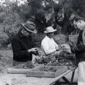 Grounds staff, planting Strawberry Meadow, young plants of Sand Strawberry, Fragaria chiloensis, are cut from their runners and made ready for planting, Dick, Sandy, Joe, late Fall, 1954 