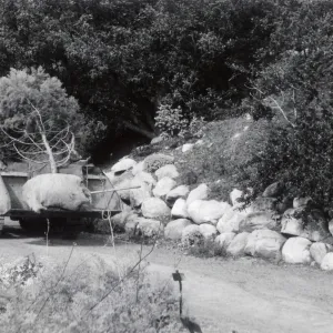 Moving a tree