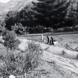 Miscellaneous Ground Work, members of the grounds crew spread a plastic tarp and weight down its edges preparatory to releasing Methyl Bromide gas beneath it, Fall, 1954