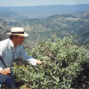 Clif Smith + Eriodictyon traskiae spp. smithii, Yerba Santa