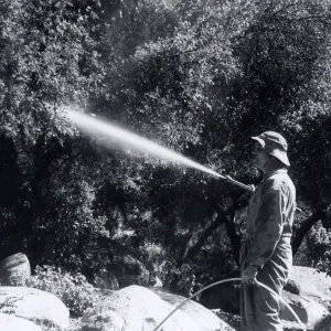 Bruce Van Dyke using his heavy power sprayer to treat the oaks around the Meadow, Ceanothus and Arroyo Sections for oak moth caterpillar infestation