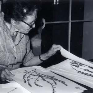 Louisa Long : Volunteer, Herbarium Associate, 1962-1975, mounted specimens Donor to building & other old herbarium items