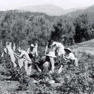 Hand pollinating, Lupine Breeding Program