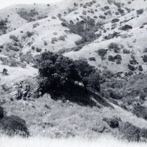 Lyonothamnus floribundus, near Alameda, Santa Cruz Island