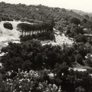 Black and white photograph of forested hill side with clearing and line of trees in middle of image.