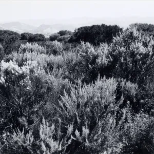 Black and white photograph of mesa landscape with tall grass.
