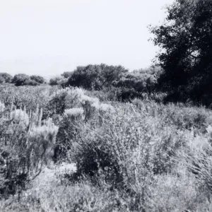 Black and white photograph of mesa landscape with tall grass and tree in the right background.