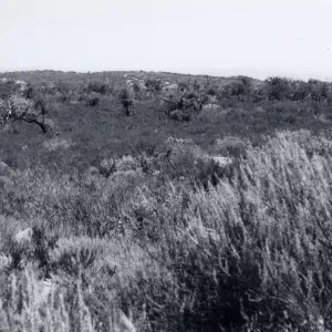 Black and white photograph of mesa landscape with tall grass and trees in distance.