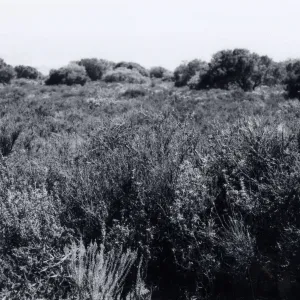 Black and white photograph of mesa landscape with tall grass.