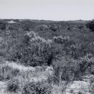 Black and white photograph of mesa landscape with tall grass.