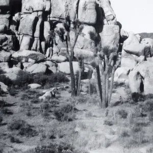 Black and white photograph of cacti in front of large rock wall.