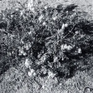Black and white photograph of bush with pollen clusters.