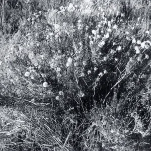 Black and white photograph of bush.