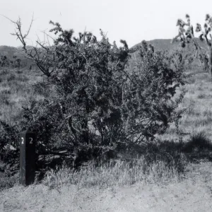 Black and white photograph of short tree next to trail marker.