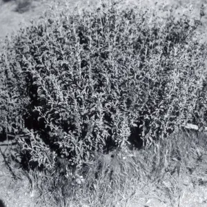 Black and white photograph of bush.