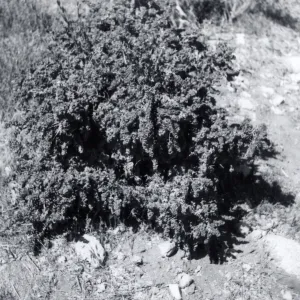Black and white photograph of tree.