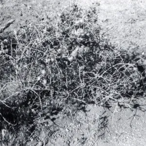 Black and white photograph of bush.