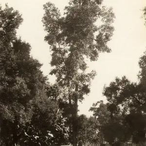 Black and white photograph of man standing next to tree in field.