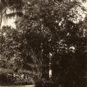 Black and white photograph of a wooded trailside.