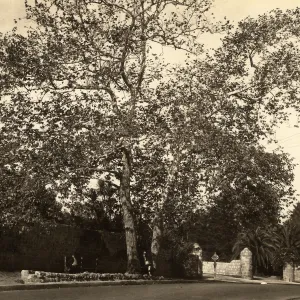 Black and white photograph of large tree in front of hedge next to road.