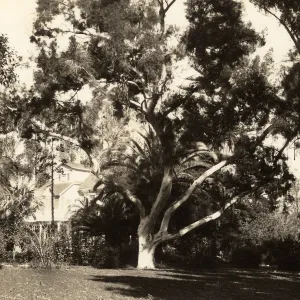 Black and white photograph of large tree with house in background.