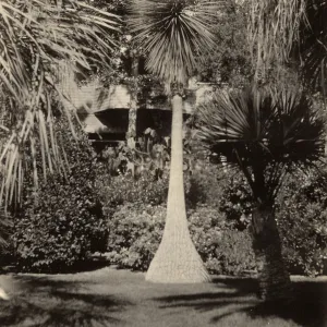 Black and white photograph of large tree with bushes in background. 
