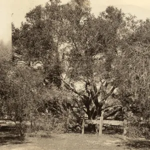 Black and white photograph of large tree with extensive branches behind short wooden fence.