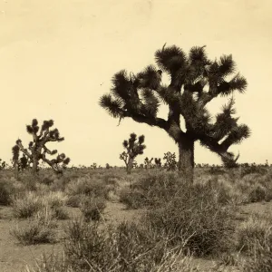 Black and white photograph of flat landscape with sparse trees. 