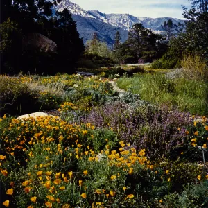 Colored photograph of meadow of flowers, snow topped mountains, and blue sky. 