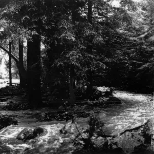 Black and white photograph showing flooding of water surrounded by redwood trees. 