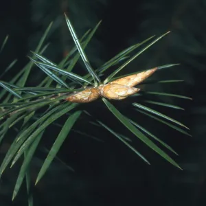 Abies bracteata