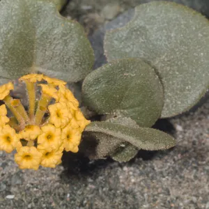 Abronia latifolia