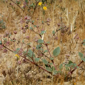 Abronia pogonantha