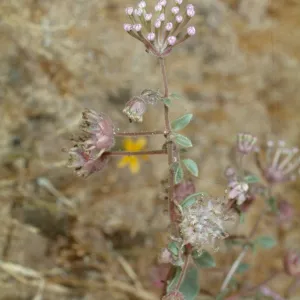 Abronia pogonantha