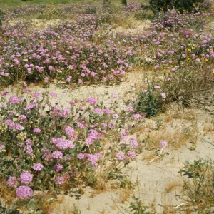Abronia villosa