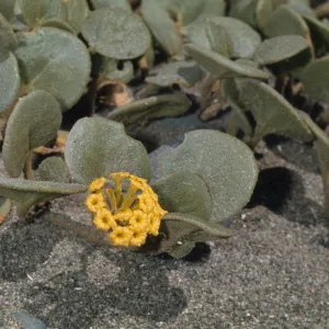 Abronia latifolia