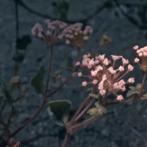 Abronia pogonantha