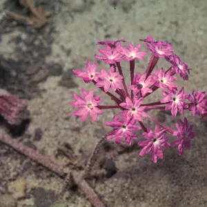 Abronia umbellata